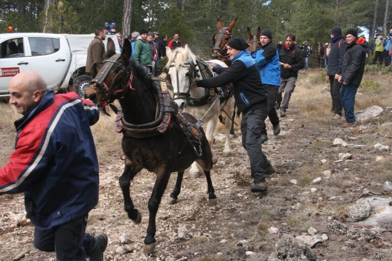 Vilafranca talla les barres de pi per a la barraca de Sant Antoni