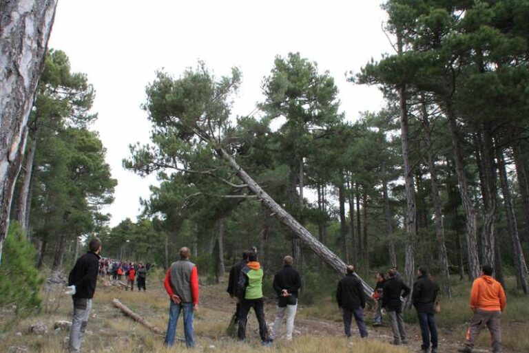 Vilafranca inicia els preparatius de Sant Antoni amb el dia de les barres