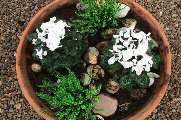 Servicios Jardinería