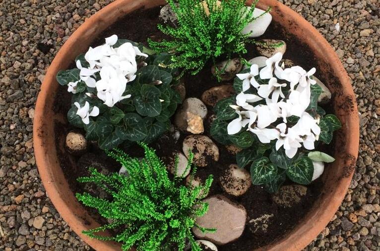 Servicios Jardinería