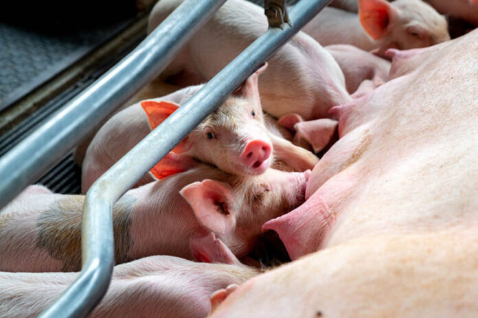 consanguinidad coeficiente