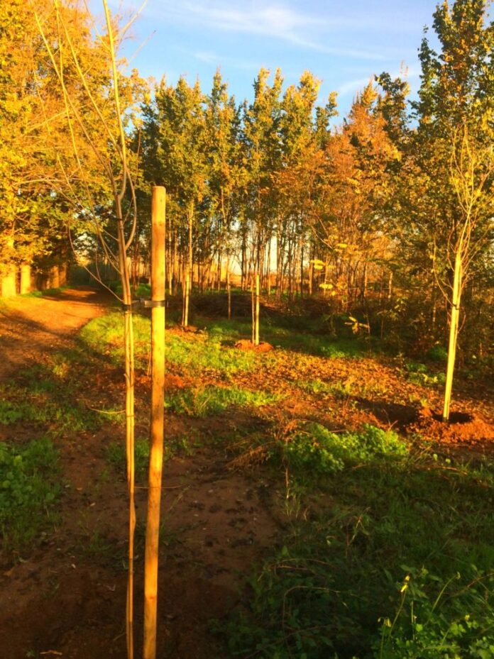 mantienimiento jardines