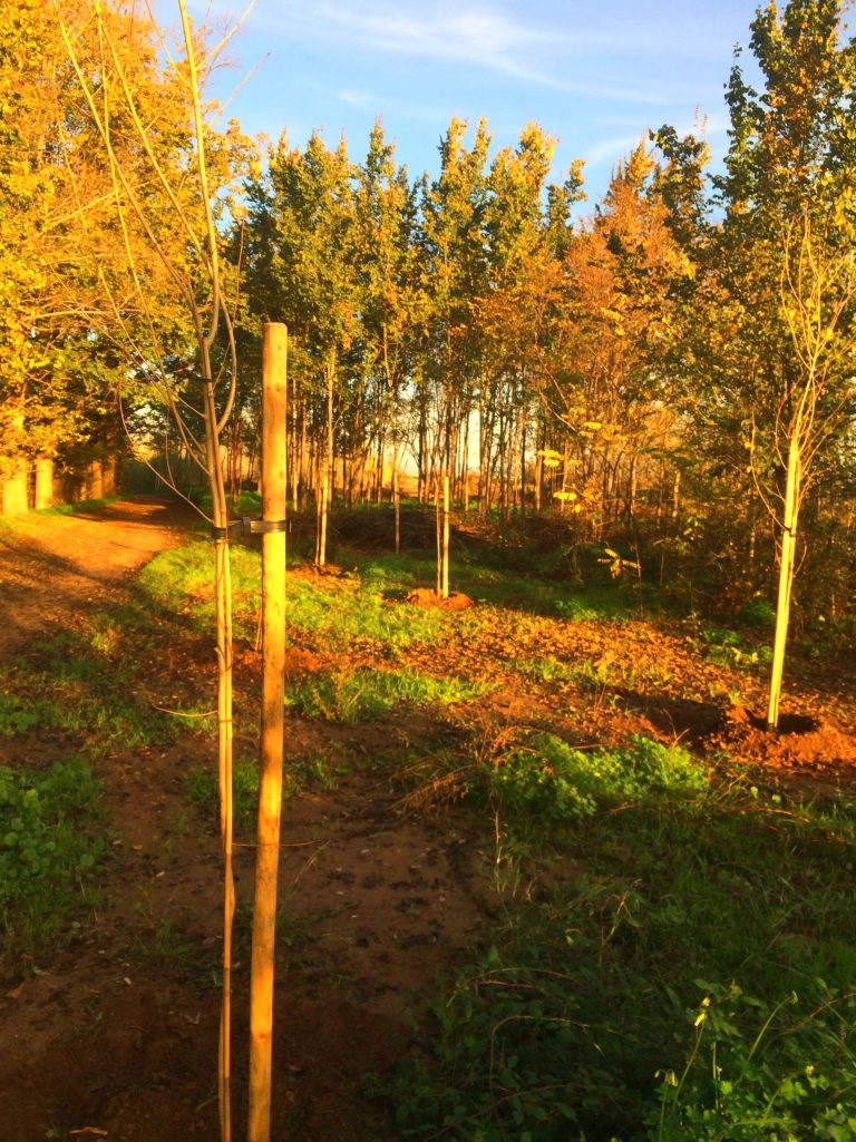 mantienimiento jardines