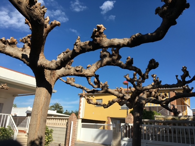 poda de arboles castellon jardiart