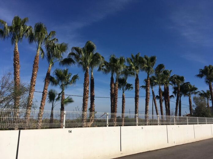 tratamiento-palmera-fitosanitario-castellon tratamiento-palmera-fitosanitario-castellon