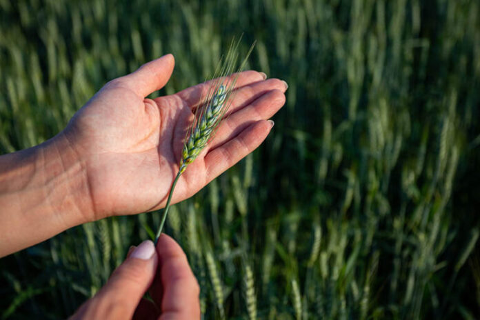genética aplicada al agro