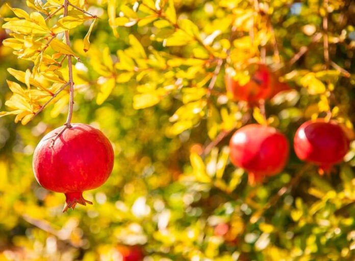 Servicios genómicos