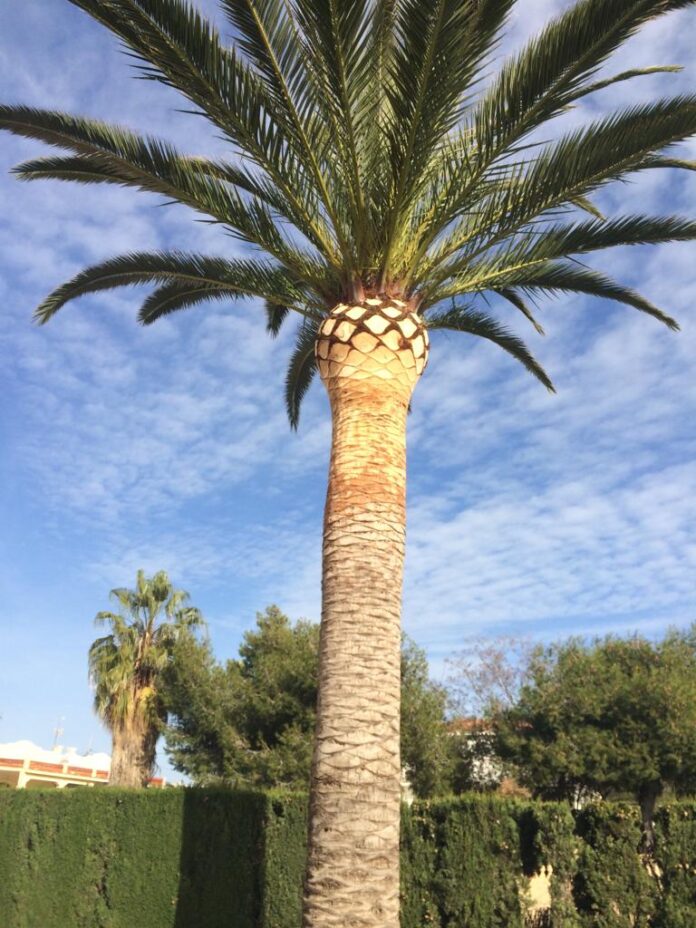 poda de palmera