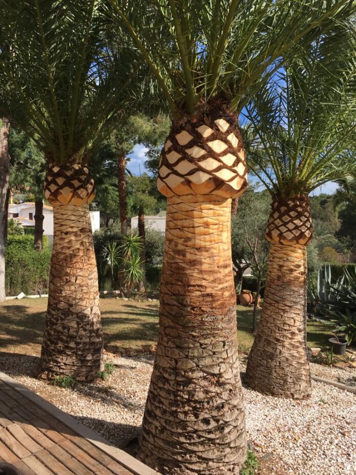 poda de palmeras castellón
